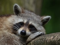 Fond d'écran Les Animaux de la forêt - Un raton-laveur