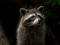 Fond d'écran Les Animaux de la forêt - Un raton-laveur