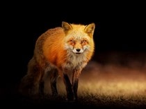 Fond d'écran Les Animaux de la forêt - Un renard