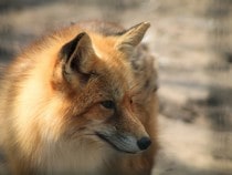 Fond d'écran Les Animaux de la forêt - Un renard