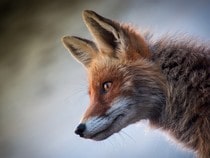 Fond d'écran Les Animaux de la forêt - Tête de renard