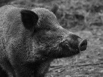 Fond d'écran Les Animaux de la forêt - Un sanglier