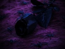 Fond d'écran Animaux d'Halloween - Des araignées noires