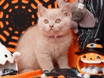 Fond d'écran Animaux d'Halloween - Un chaton Chartreux