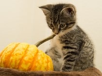 Fond d'écran Animaux d'Halloween - Un chaton et une citrouille