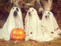 Fond d'écran Animaux d'Halloween - Chiens et citrouille