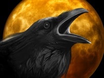 Fond d'écran Animaux d'Halloween - Cri du corbeau