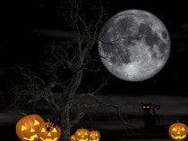Fond d'écran Animaux d'Halloween - Chat noir et citrouilles
