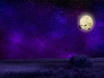 Fond d'écran Animaux d'Halloween - Pleine lune et chauves-souris