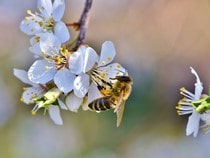 Fond d'écran Les Insectes - Une abeille sur des petites fleurs
