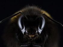 Fond d'écran Les Insectes - Une abeille dans le noir