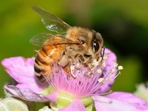 Fond d'écran Les Insectes - Une abeille qui butine une fleur