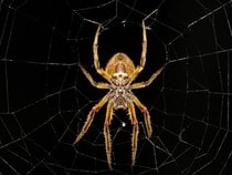 Fond d'écran Les Insectes - Une araignée sur sa toile