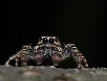 Fond d'écran Les Insectes - Une araignée sauteuse