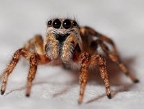 Fond d'écran Les Insectes - Une araignée -zèbre