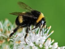 Fond d'écran Les Insectes - Un bourdon