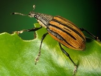 Fond d'écran Les Insectes - Un charançon