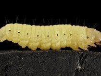 Fond d'écran Les Insectes - Une chenille