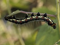 Fond d'écran Les Insectes - Une chenille tricolore