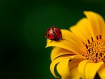 Fond d'écran Les Insectes - Une coccinelle sur une fleur jaune