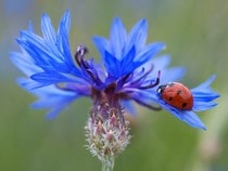 Fond d'écran Les Insectes - Une coccinelle sur une fleur