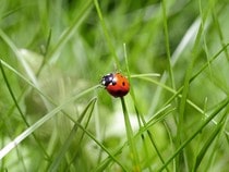 Fond d'écran Les Insectes - Une coccinelle