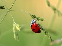 Fond d'écran Les Insectes - Une coccinelle sur une tige