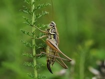 Fond d'écran Les Insectes - Un criquet