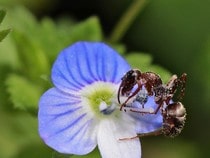 Fond d'écran Les Insectes - Une fourmi sur une fleur