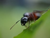 Fond d'écran Les Insectes - Une fourmi
