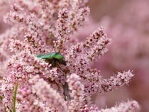 Fond d'écran Les Insectes - Un hanneton sur un tamaris rose