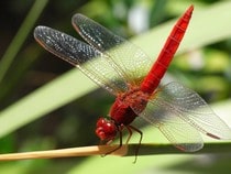 Fond d'écran Les Insectes - Une libellule rouge
