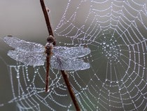 Fond d'écran Les Insectes - Une libellule et une toile  d'araignée