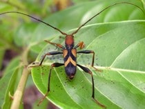 Fond d'écran Les Insectes - Un longicorne