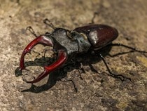 Fond d'écran Les Insectes - Un lucane cerf-volant