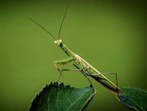 Fond d'écran Les Insectes - Une mante-religieuse