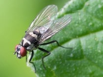 Fond d'écran Les Insectes - Une mouche commune