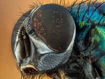 Fond d'écran Les Insectes - Une mouche en gros plan