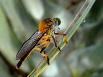 Fond d'écran Les Insectes - Une mouche-voleur