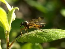 Fond d'écran Les Insectes - Un moustique