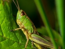 Fond d'écran Les Insectes - Une sauterelle sur une feuille