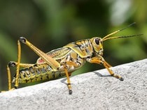 Fond d'écran Les Insectes - Une sauterelle