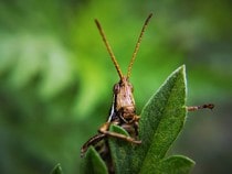 Fond d'écran Les Insectes - Une sauterelle sur une plante verte