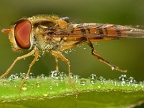 Fond d'écran Les Insectes - Un syrphe ceinturé