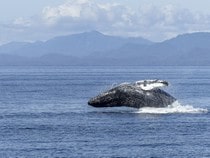 Fond d'écran Les Animaux marins - Une baleine à bosse
