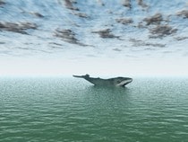Fond d'écran Les Animaux marins - La baleine
