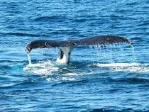 Fond d'écran Les Animaux marins - Queue de baleine