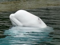 Fond d'écran Les Animaux marins - Le beluga