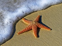 Fond d'écran Les Animaux marins - Une étoile de mer