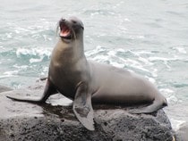 Fond d'écran Les Animaux marins - Le lion de mer